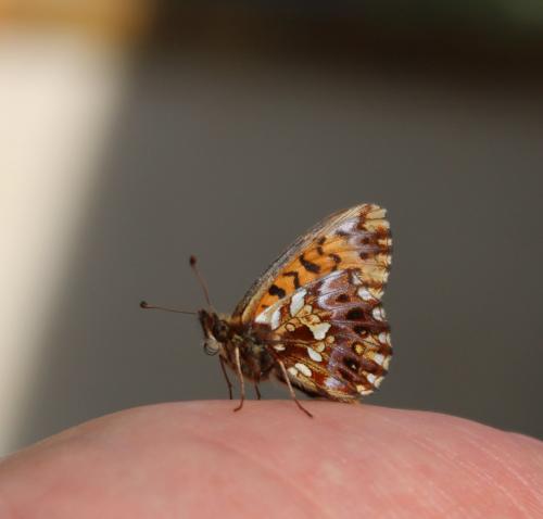 Boloria dia