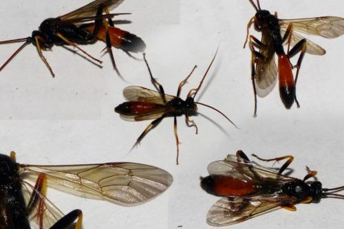 Réf. 180 932 : Perispuda sulphurata