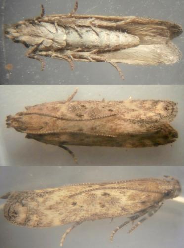 Scrobipalpa halymella