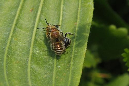Réf. 180 715 : Osmia sp.