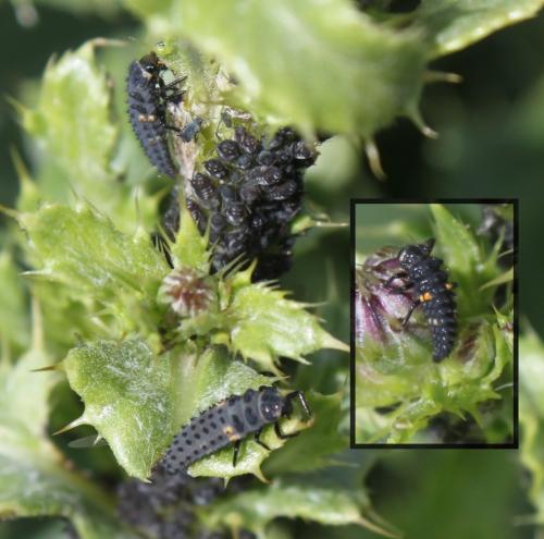 Coccinella undecimpunctata