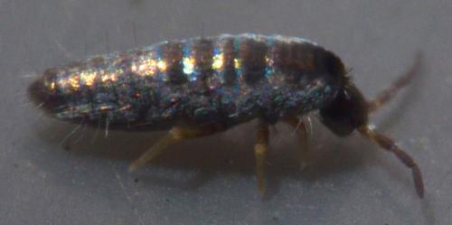 Lepidocyrtus lignorum