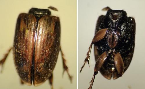 Réf. 180 696 : Melinopterus prodromus
