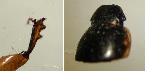 Réf. 180 697 : Melinopterus prodromus