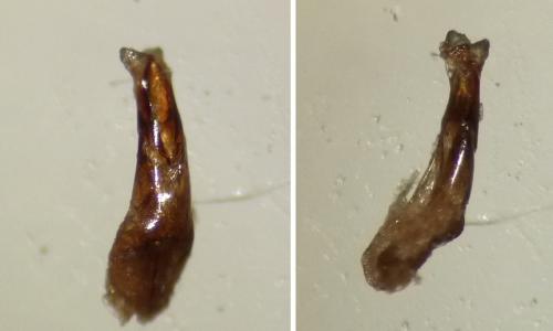Réf. 180 698 : Melinopterus prodromus
