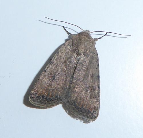 Caradrina sp.