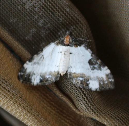 Réf. 180 665 : Melanthia procellata