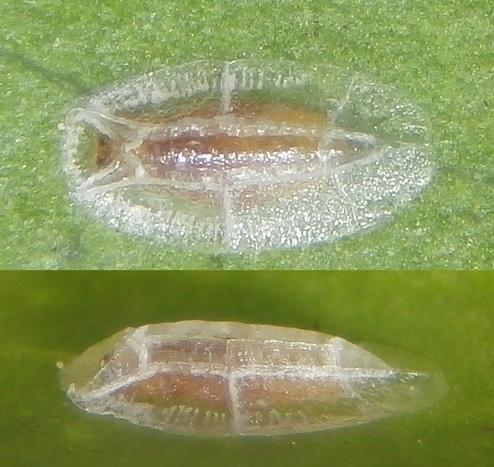 Réf. 180 116 : Protopulvinaria pyriformis