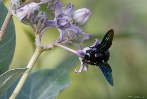 Xylocopa tenuiscapa