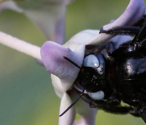 Xylocopa tenuiscapa