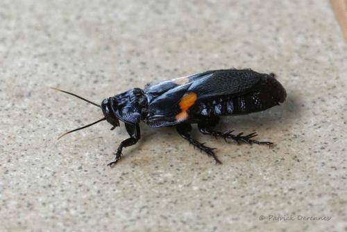 Réf. 180 110 : Panesthia plagiata