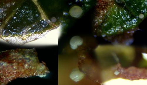 Réf. 180 719 : Eriophyes pyri