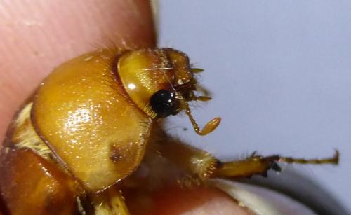 Melolonthinae