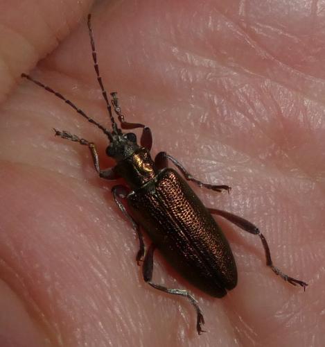 Donacia clavipes