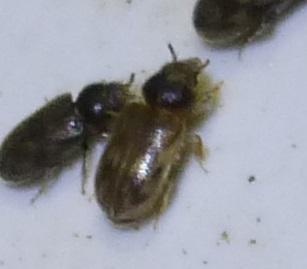 Réf. 180 343 : Heterocerus fenestratus