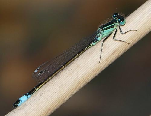 Ischnura elegans
