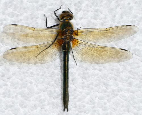Cordulia aenea