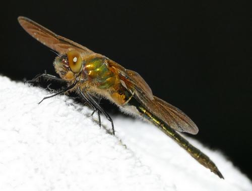 Cordulia aenea