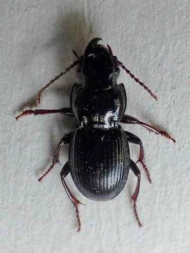 Réf. 180 463 : Molops piceus