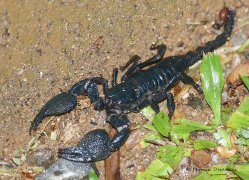 Heterometrus sp.