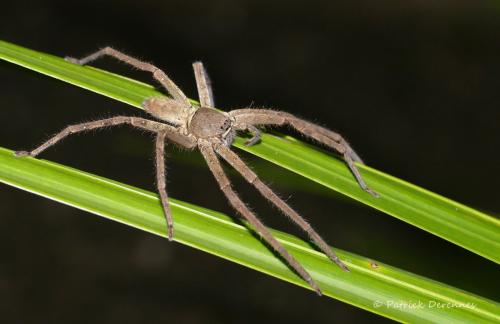 Réf. 180 610 : Heteropoda venatoria