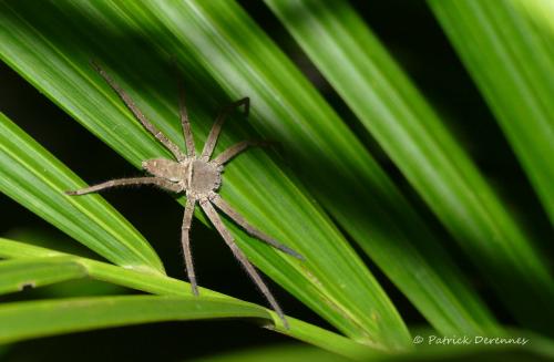 Réf. 180 611 : Heteropoda venatoria
