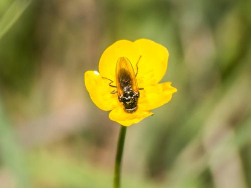 Cheilosia sp.