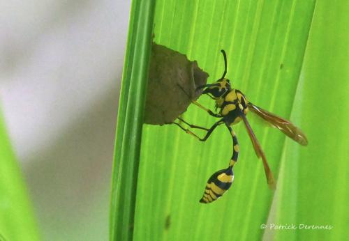 Phimenes flavopictus