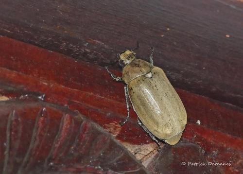 Lepidiota sp.