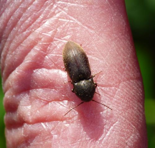Réf. 180 583 : Agriotes sp.