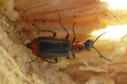 Attalus minimus