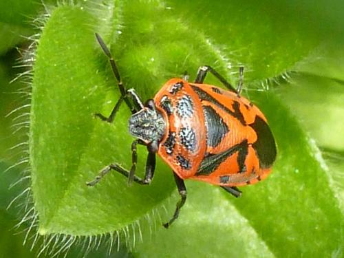 Réf. 180 290 : Eurydema ornata