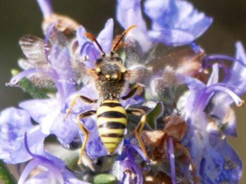 Nomada sp.