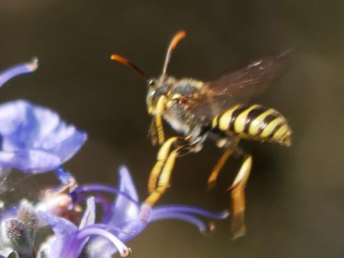 Nomada sp.