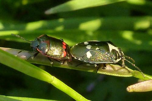 Eurydema oleracea