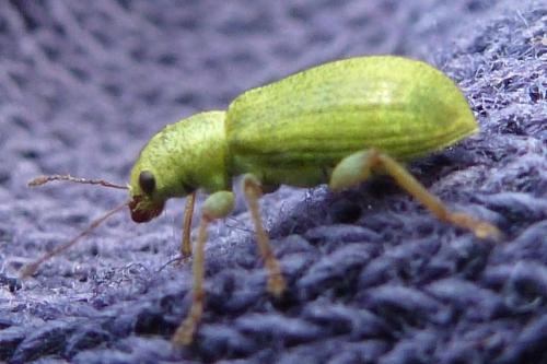 Réf. 180 427 : Pachyrhinus lethierryi