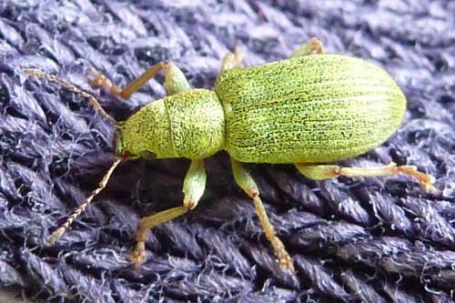 Réf. 180 428 : Pachyrhinus lethierryi
