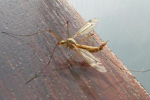 Réf. 180 609 : Tipula longidens