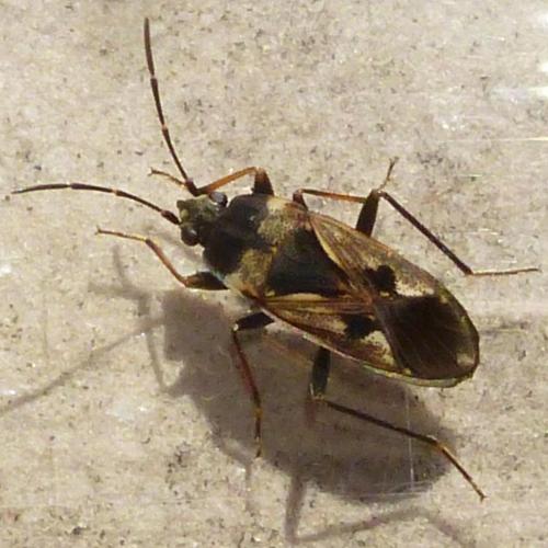 Réf. 180 442 : Rhyparochromus vulgaris