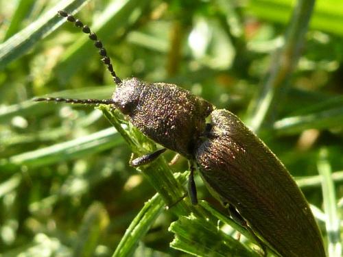 Cidnopus pilosus