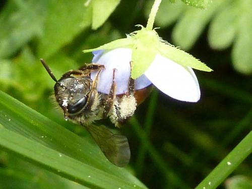 Andrena labiata