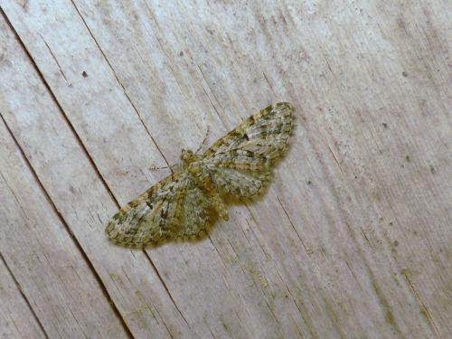 Réf. 180 434 : Eupithecia dodoneata