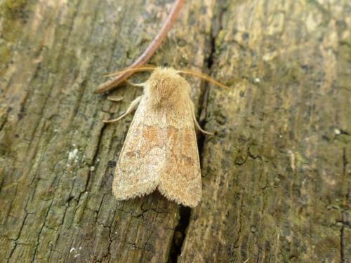 Réf. 180 556 : Orthosia miniosa