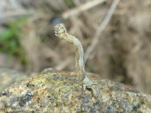 Réf. 180 558 : Crocallis elinguaria