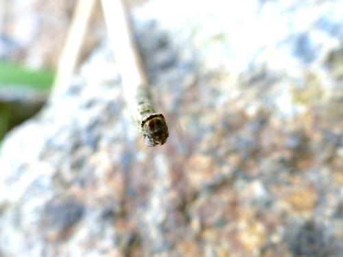 Réf. 180 559 : Crocallis elinguaria