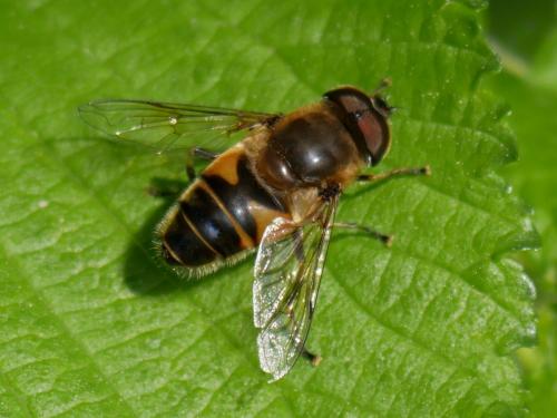 Réf. 180 939 : Eristalis similis