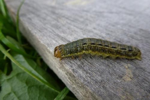Noctua pronuba
