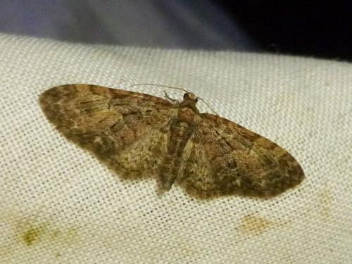 Réf. 180 109 : Eupithecia abbreviata