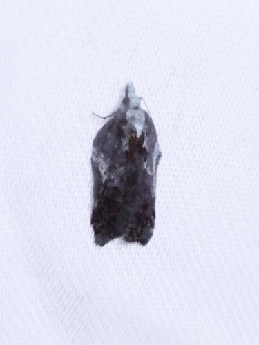 Acleris cristana