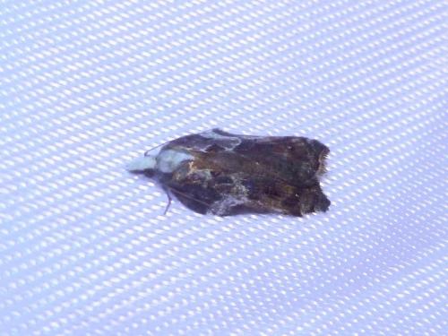 Réf. 180 100 : Acleris cristana